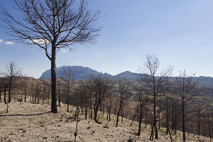 Zona de plantación en el área de la montaña de Montserrat (Barcelona)